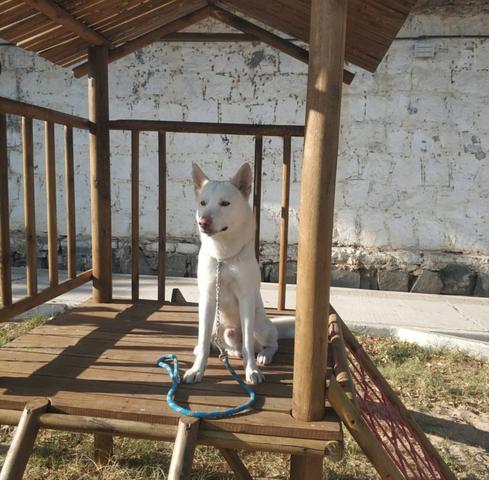 Husky pra cobertura - Foto 3