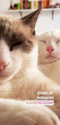 Casal de Gatos para adoção responsável