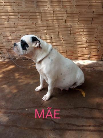 Filhotes de american bully topp!!!!