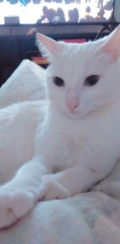 Casal de Gatos para adoção responsável - Foto 3