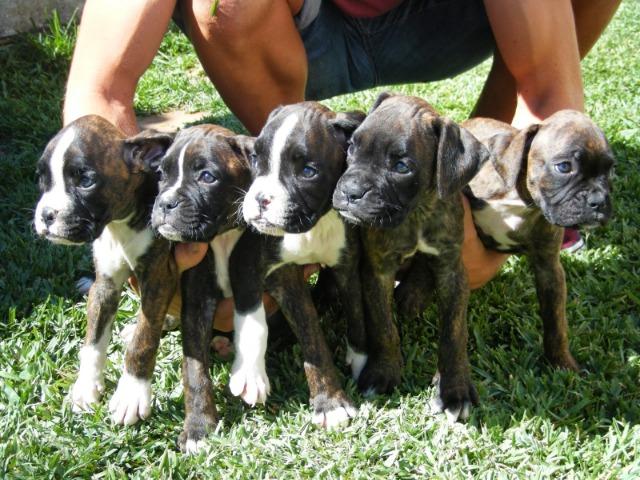 Lindos Filhotes Boxer - Foto 3