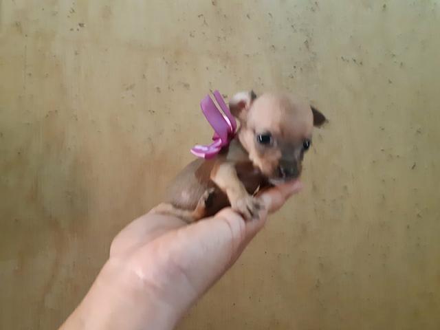 Pinscher zero só 400 - Foto 3