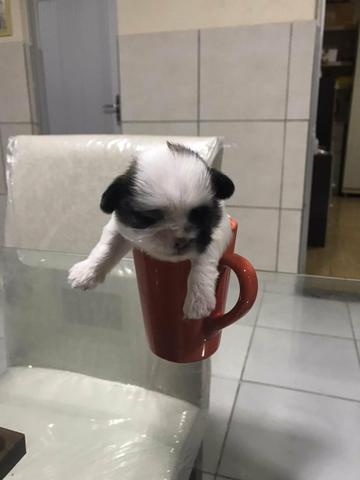Shih Tzu - Foto 2