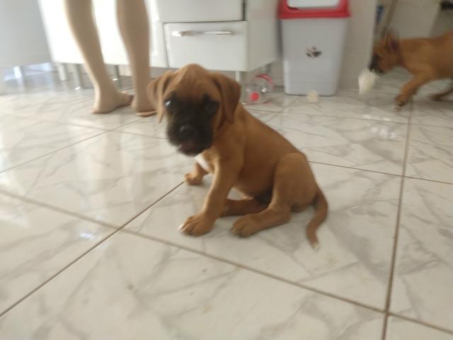 Filhotes de boxer