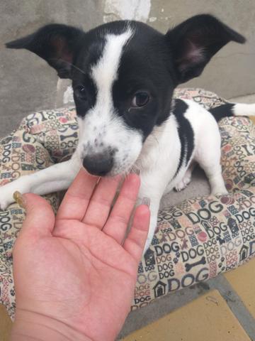 Doação de dog - Foto 4