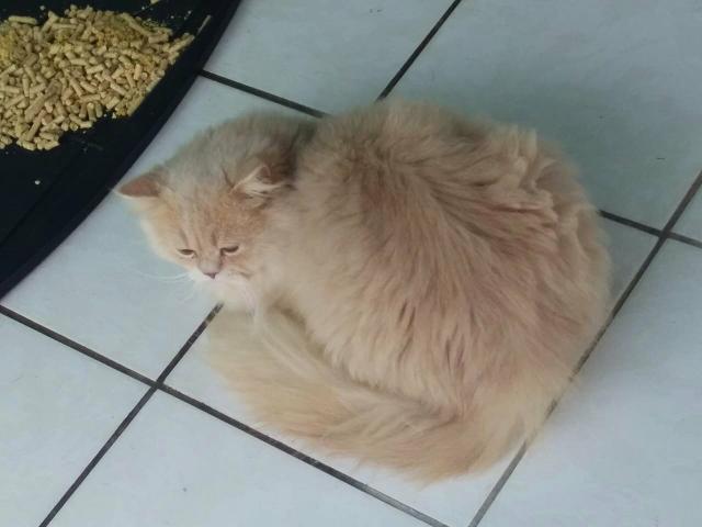 Vendo lindo gato persa - Foto 2