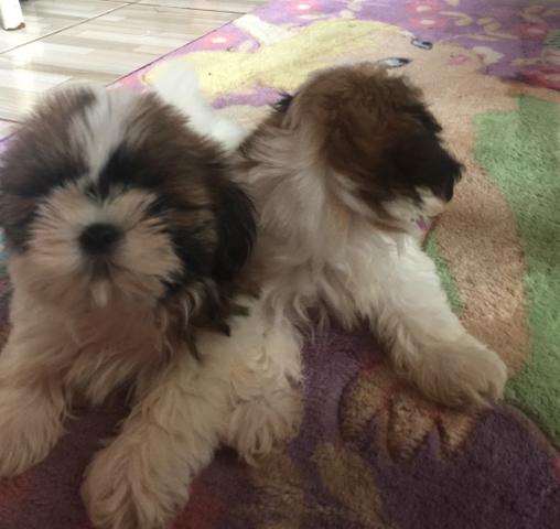 Vendo shih - Foto 4