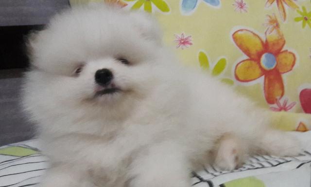 Spitz alemão (Lulu da pomerânia)
