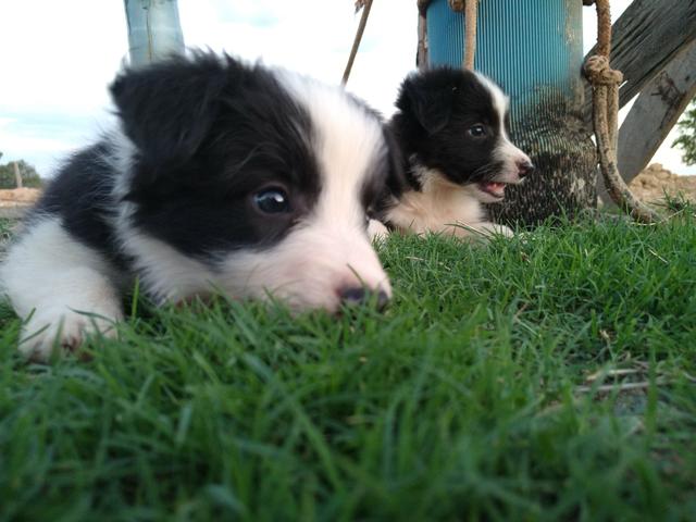 Filhotes de borde collie - Foto 2