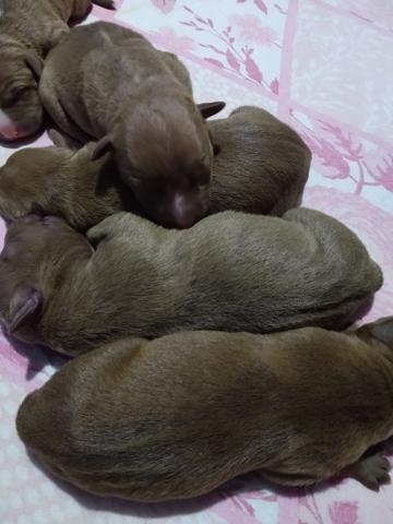 Filhotes pit bull - Foto 6