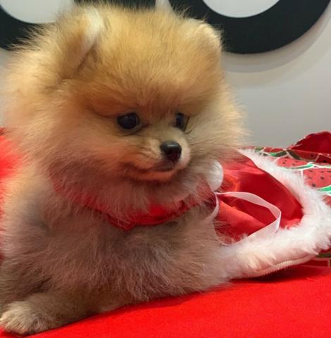 Spitz alemão fêmea