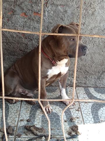 Amstaff a venda