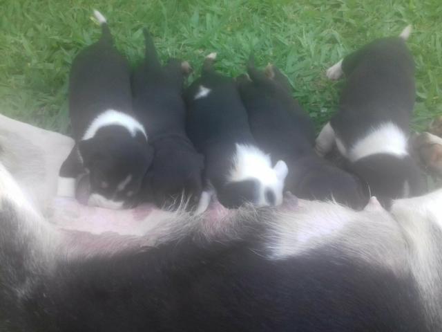 Doasse se cachorrinhos - Foto 3