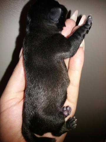 Belíssimos filhotes de Pug a venda. - Foto 3