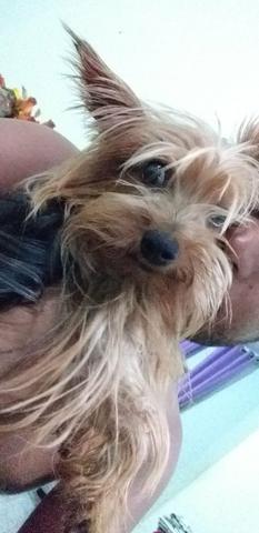 Yorkshire terrier York - Foto 2