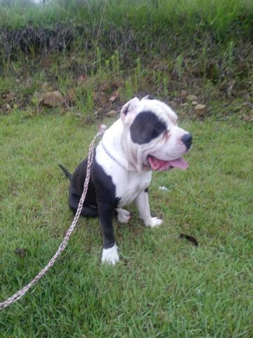 American Bully macho p cruza