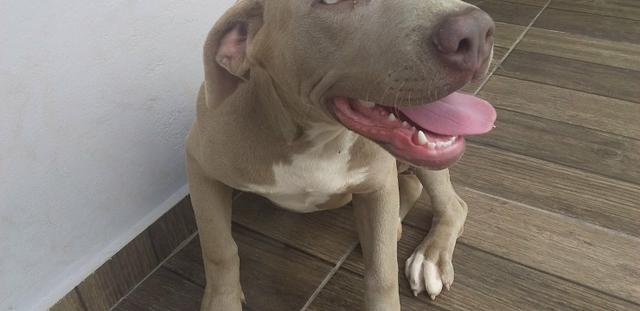 Pitbull - Foto 2