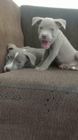 Lindos filhotes de Pitbull lilac
