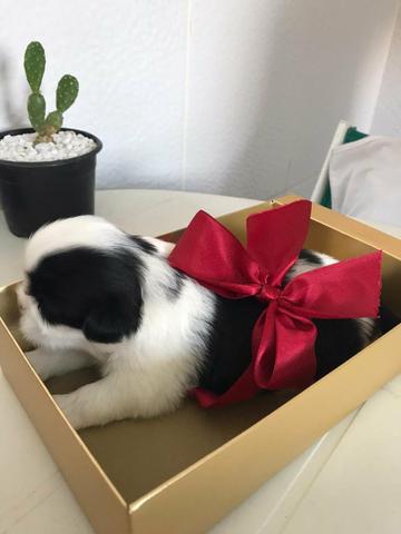 Shih Tzu - Foto 4
