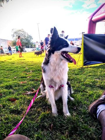 Filhotes de borde collie - Foto 6