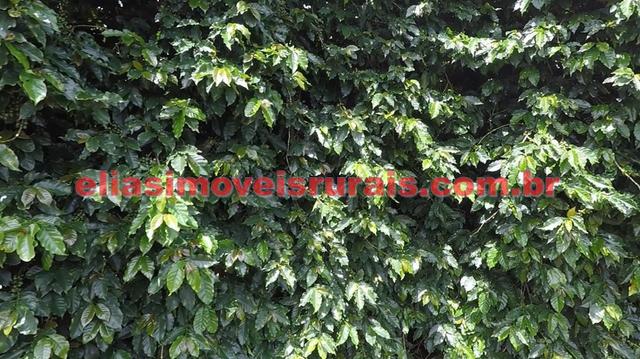 Fazenda de café - 110.000 pés - Patrocínio - MG - Foto 16