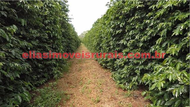 Fazenda de café - 110.000 pés - Patrocínio - MG - Foto 15