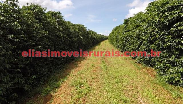 Fazenda de café - 110.000 pés - Patrocínio - MG - Foto 14