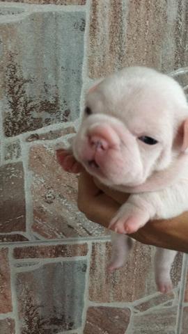 Buldogue francês - Foto 2