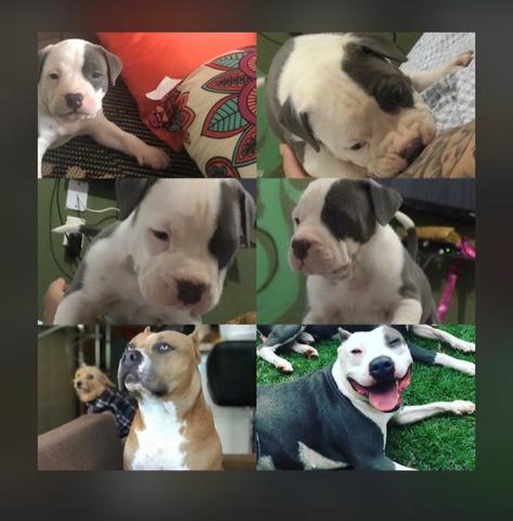 American Staffordshire