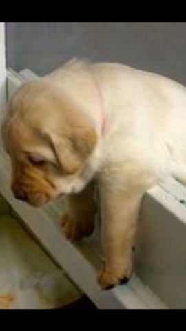 Os mais charmosos filhotes de labrador esperando vc - Foto 2