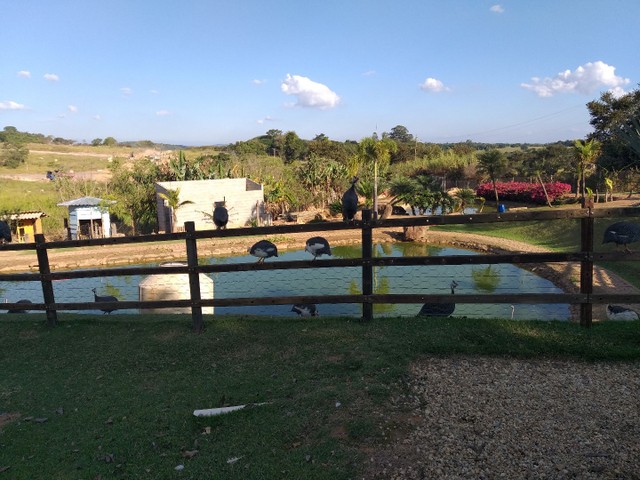 Galinha de angola  - Foto 3