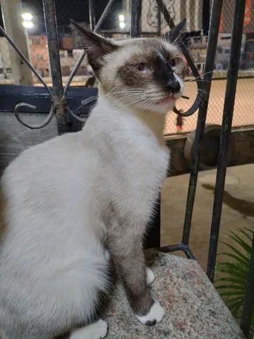 Gatinha para doação  - Foto 3