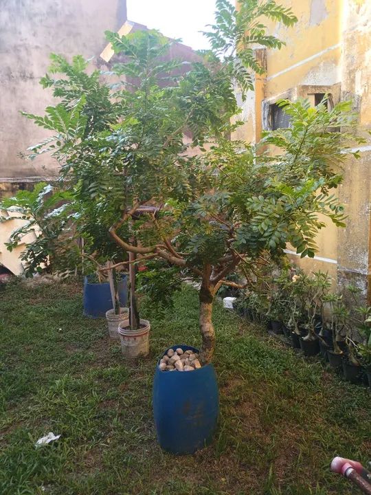 Vendo lindo pé de ciriguela  - Foto 3