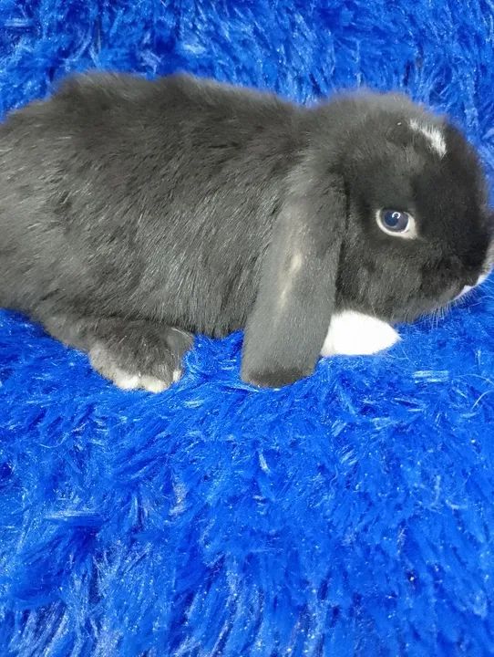 Coelho mini lop Uruguai 