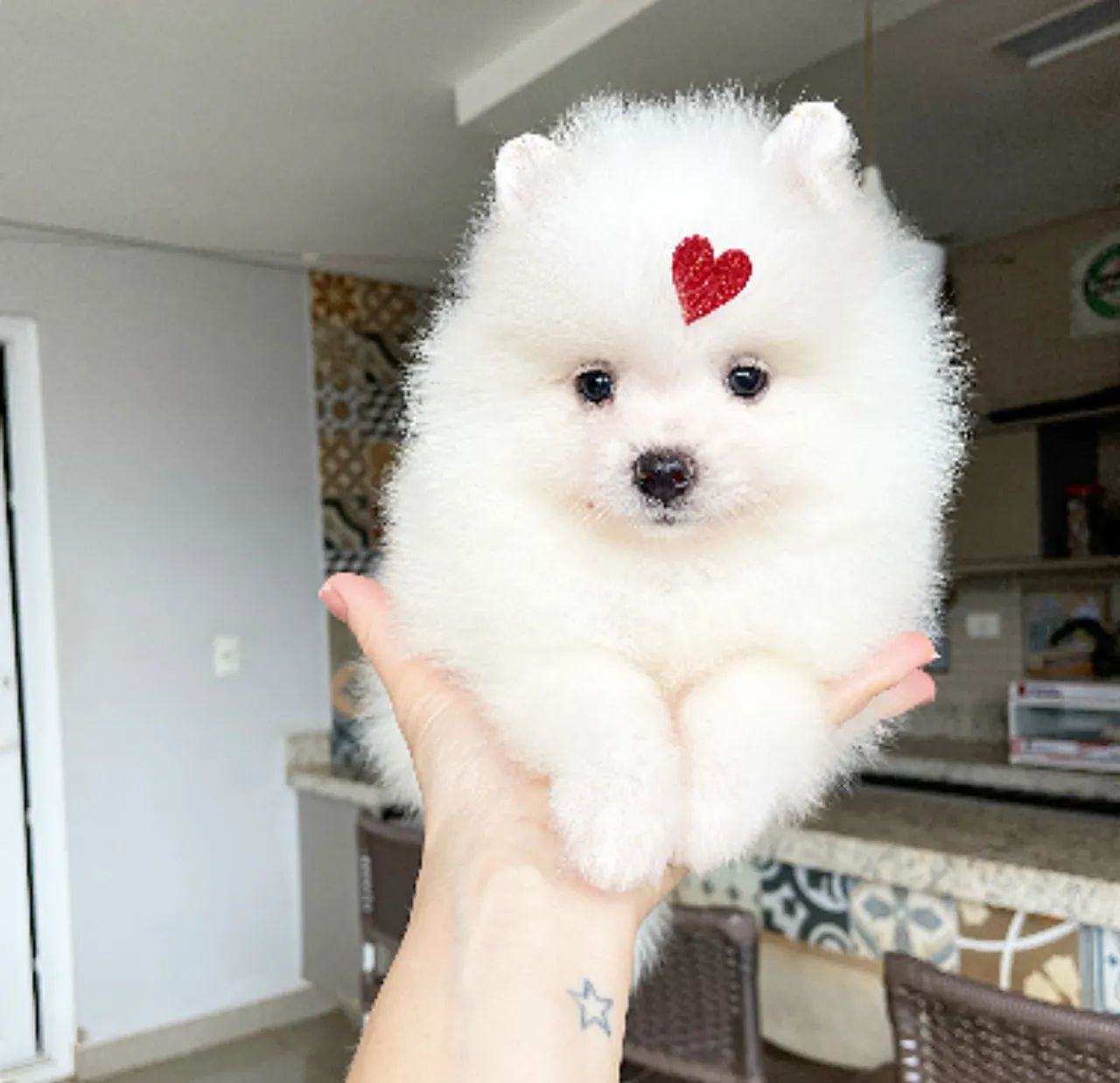 Filhote de Spitz Alemão Lulu da pomerania  - Foto 5