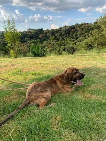 Filhote Fila Brasileiro Amarelo