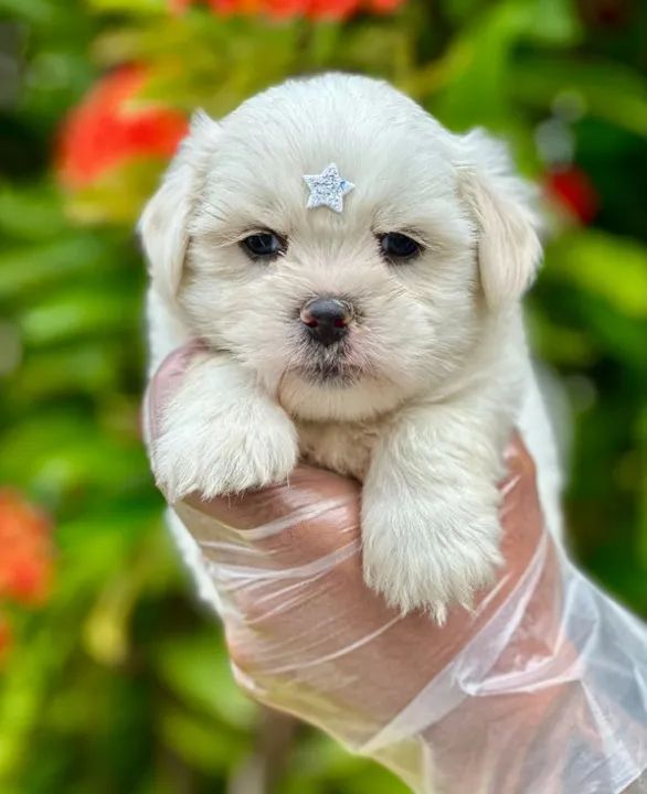 Maltês - Super Entrega 11-9-4476-4862 ligue agora 