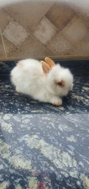 Filhote coelho Lionhead  - Foto 4