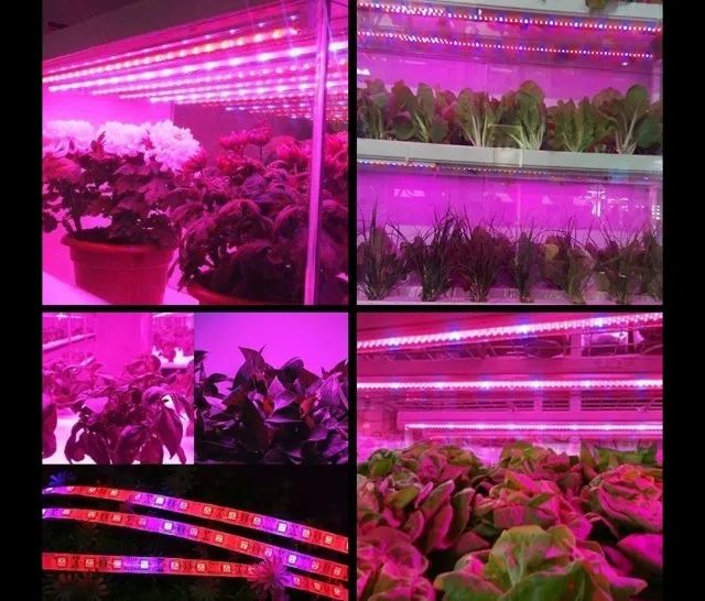 Fita Led Full Spectrum Indoor Grow 4red 1blue Cultivo Aquario  1 Metro Arduino  COD-CP324 - Foto 2