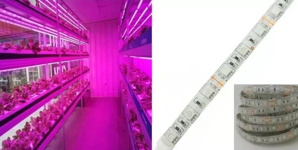 Fita Led Full Spectrum Indoor Grow 4red 1blue Cultivo Aquario  1 Metro Arduino  COD-CP324 - Foto 3