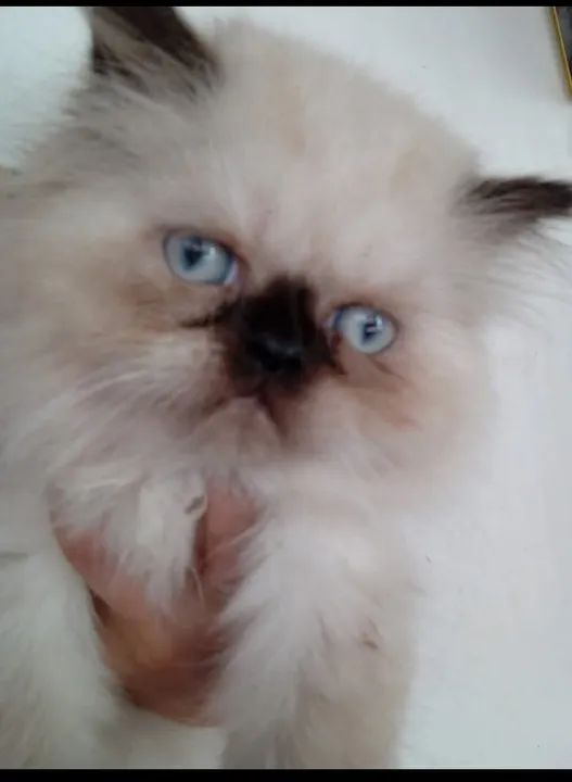 Filhotes persas vacinados - Foto 5