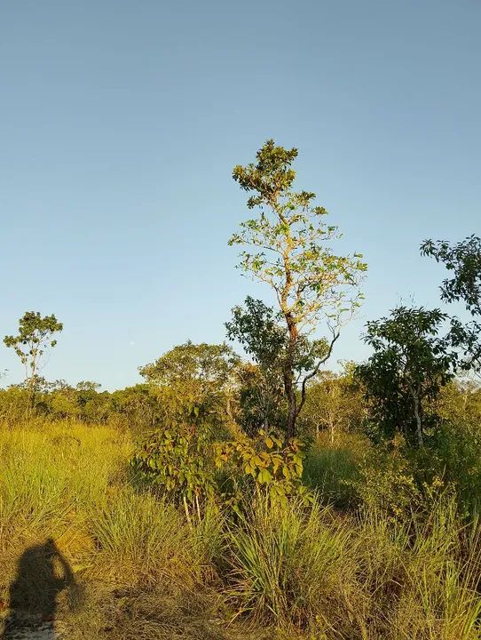 foto - Santarém - Jardim Santarém