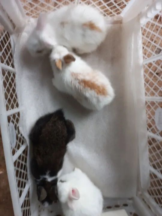 Minis lindos para presentear . - Foto 5