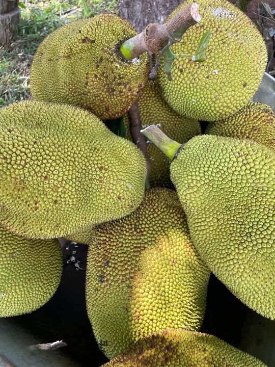 Jaca fresca para venda