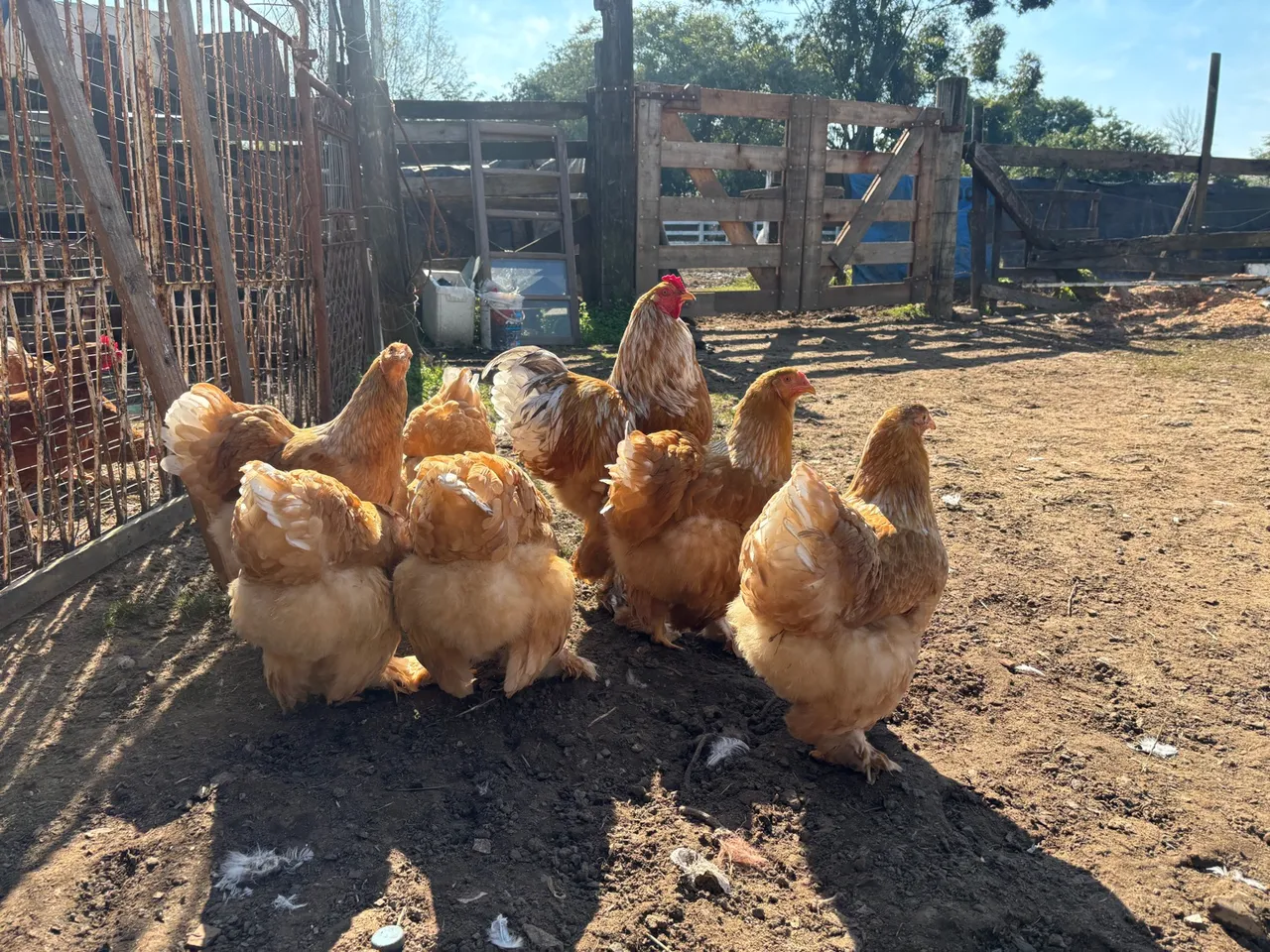 Ovos Férteis de Brahma Lemon