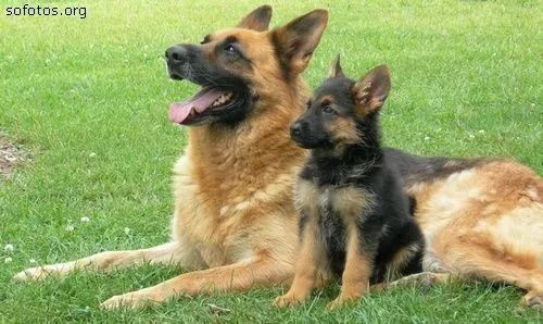 Filhote de Pastor Alemão disponível!