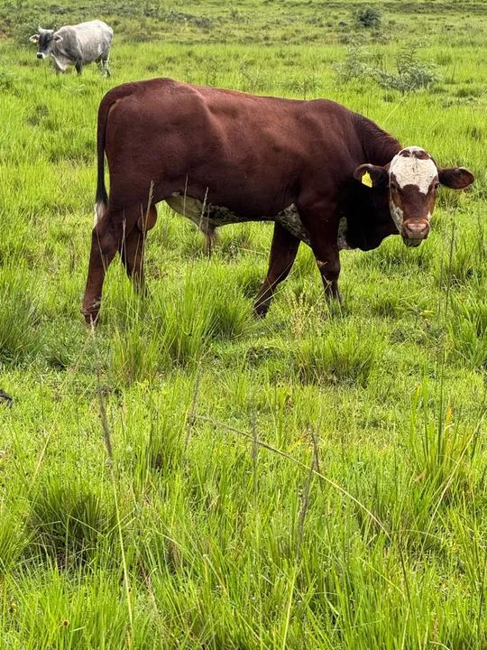 Vendo touro Braford - Foto 3