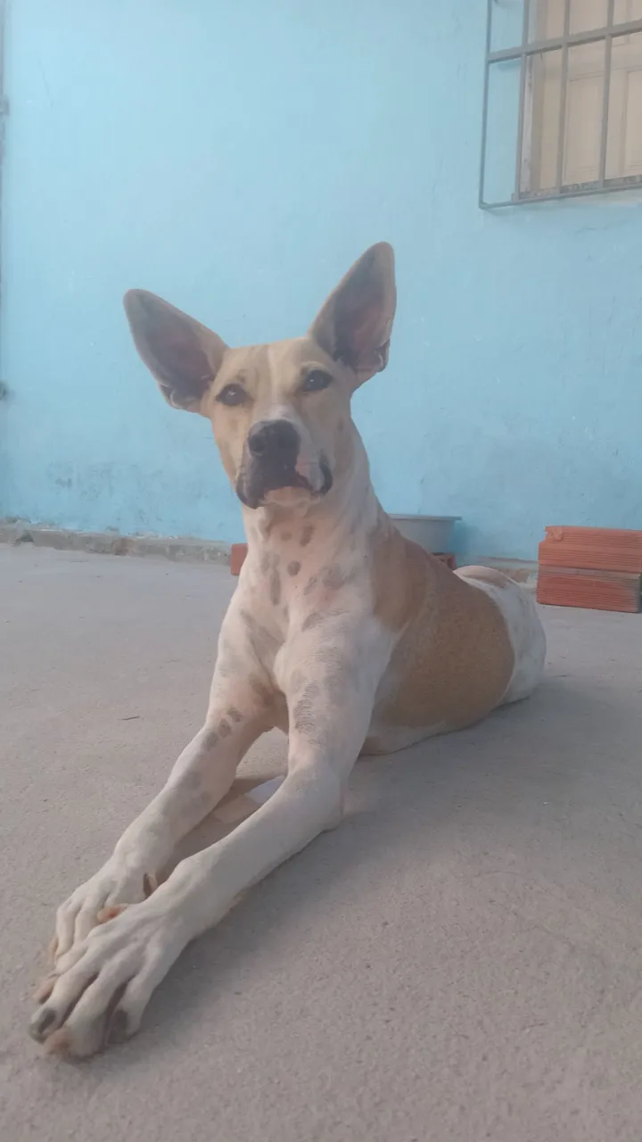 Cadela castrada adoção