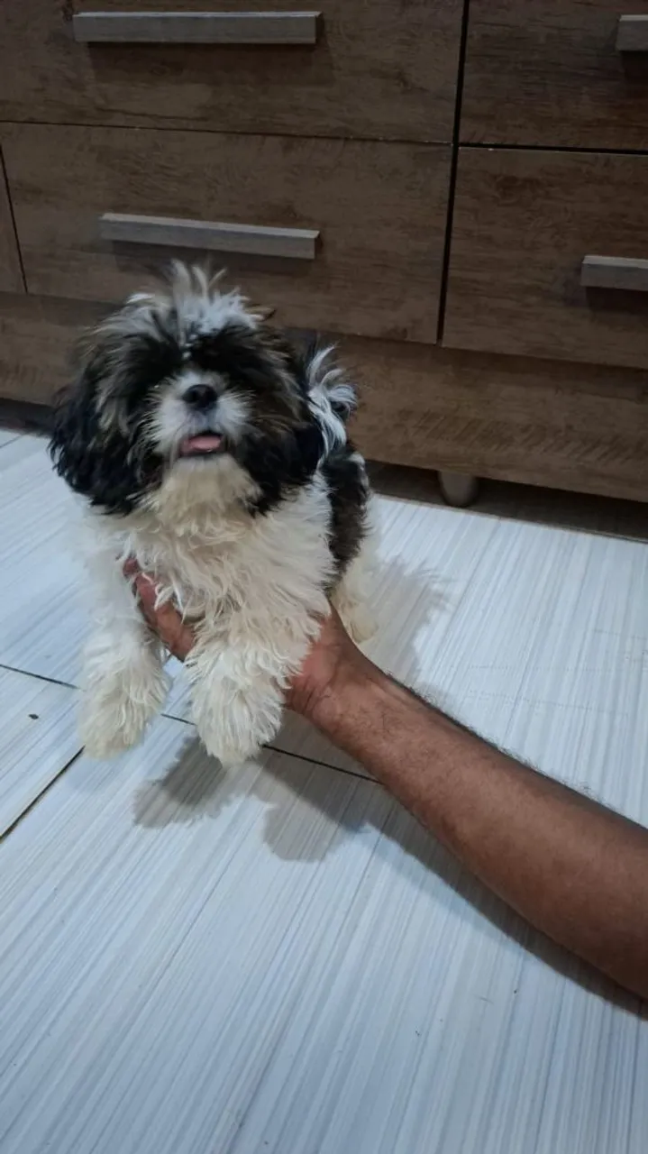 Vendo um filho macho shih tzu