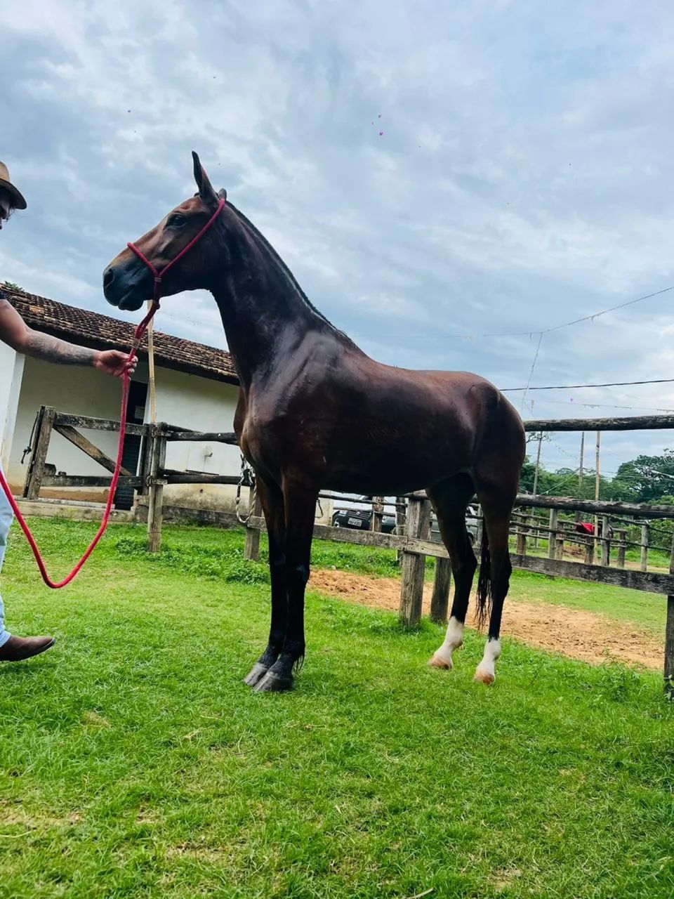 ÉGUA MANGALARGA MARAVILHOSA BATIDA - Foto 3